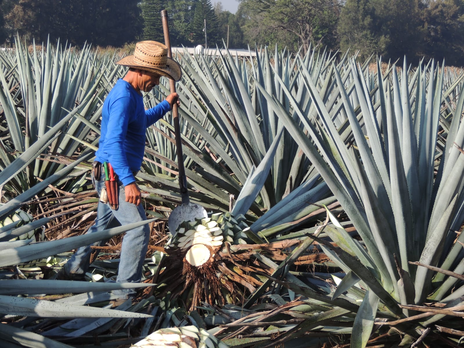 Jimador harvesting agave