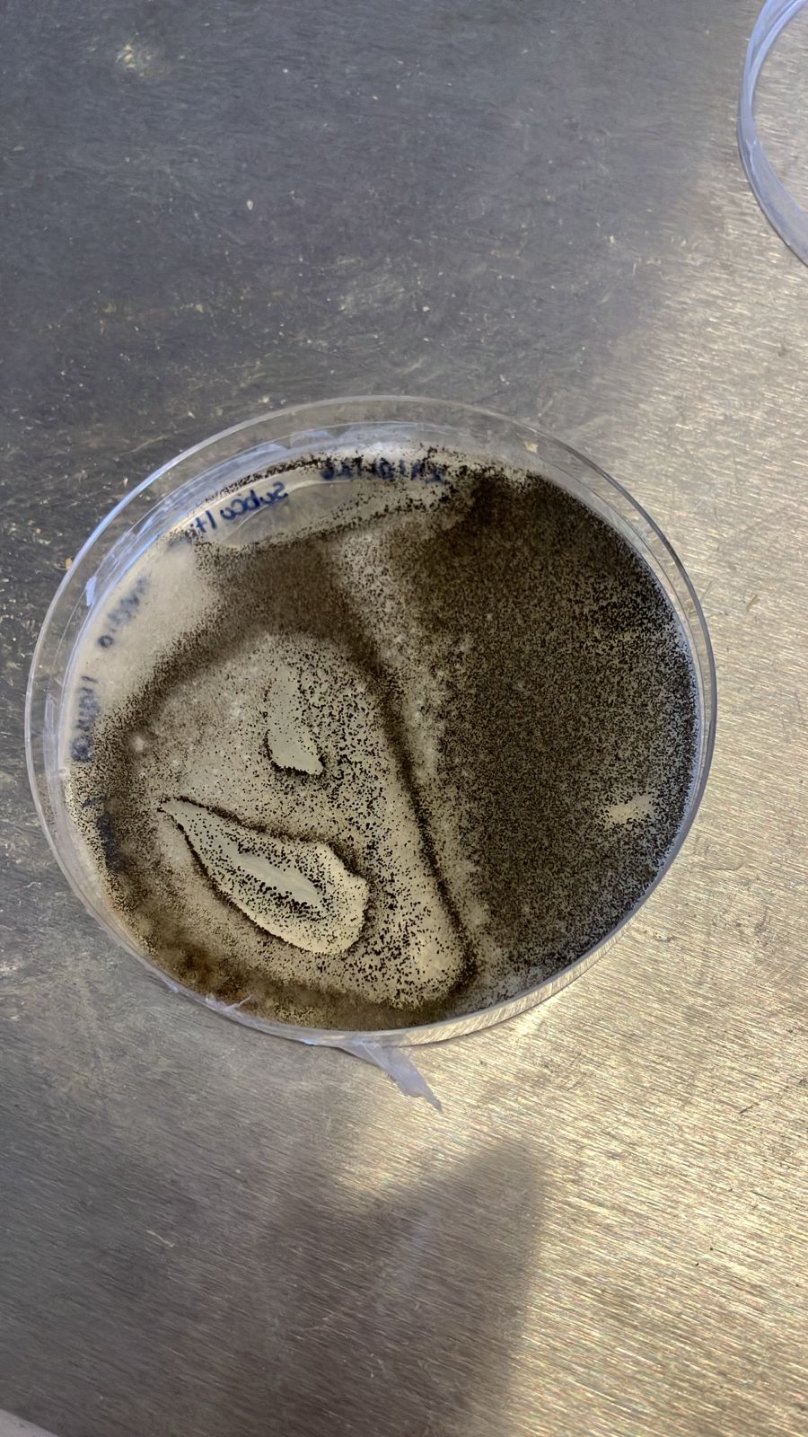 Snova proprietary melanin-producing microbes